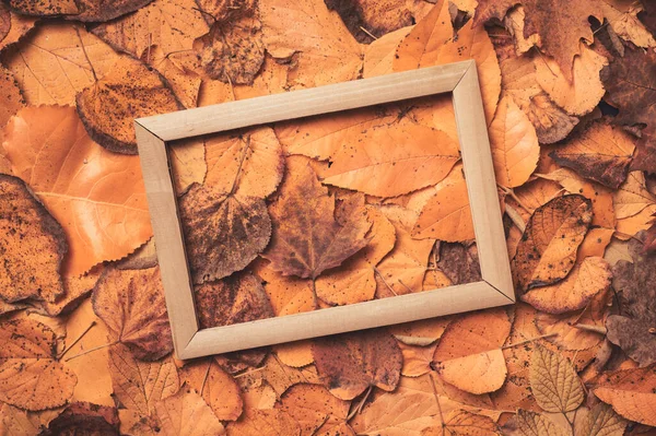 平面放置空相框在干燥的秋叶上 俯瞰画面 — 图库照片