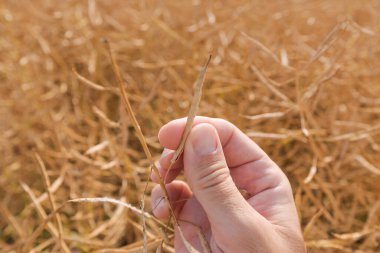 Farmer examining ripe rapeseed pods before harvest, close up of hand with selective focus