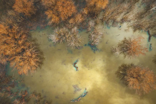 Flooded Woodland Drone Pov High Angle View Aerial Photography Trees — ストック写真