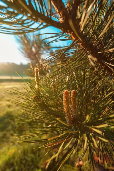 Czarna Sosna Pinus Nigra Drzewa Iglaste Zbliżyć Selektywnym Ostrości — Zdjęcie stockowe