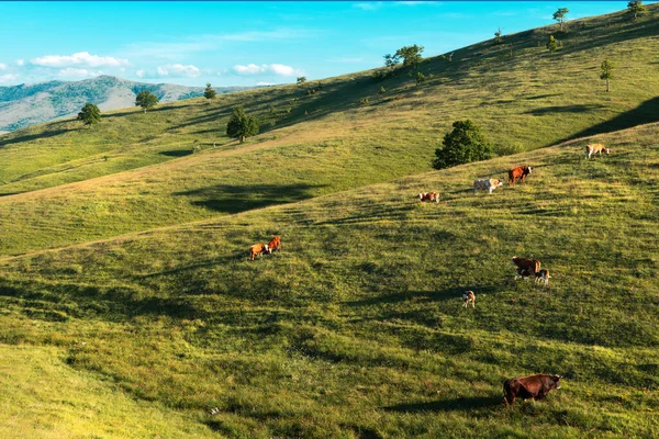 Vacas Lecheras Campo Libre Pastando Las Laderas Zlatibor Soleada Tarde — Foto de Stock