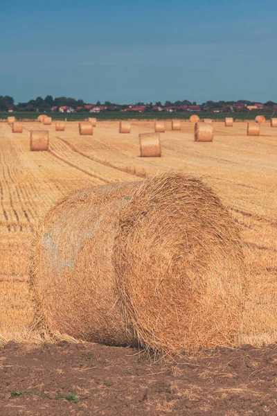 Grote Tarwe Stoppelbalen Het Veld Bij Zonsondergang Landbouw Landbouw Concept — Stockfoto
