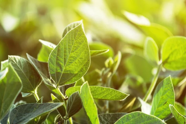 Coltivazioni Soia Campo Glycine Max Primo Piano Delle Foglie Con — Foto Stock