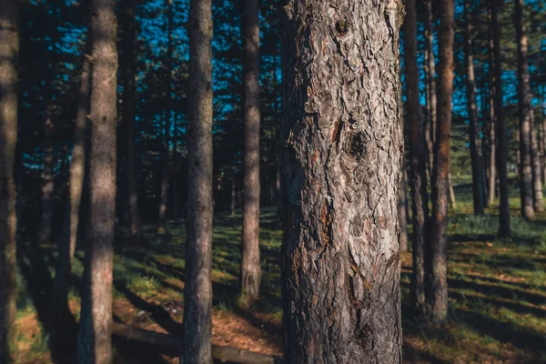 Zlatibor Ormanında Siyah Çam Pinus Nigra Ağaç Gövdeleri Güzel Kozalaklı — Stok fotoğraf
