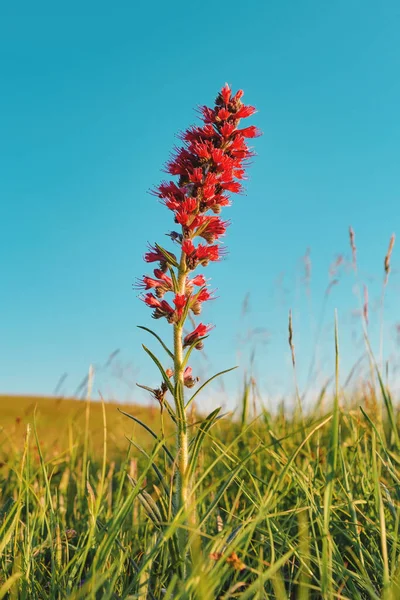 Red Wildflower Zlatibor Meadow Close Selective Focus — Foto de Stock