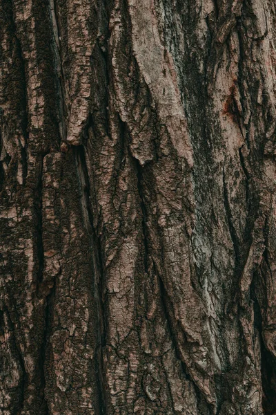 树皮纹理图案 老枫木树干为背景 广角密闭 — 图库照片