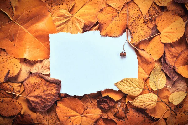 Fotokopi Alanı Kuru Yaprak Yığını Olarak Boş Kağıdıyla Yaratıcı Sonbahar — Stok fotoğraf