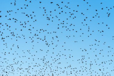 Sığırcıklı kuş sürüsü gökyüzüne doğru akın ediyor, doğal desen olarak büyük bir hayvan sürüsü.