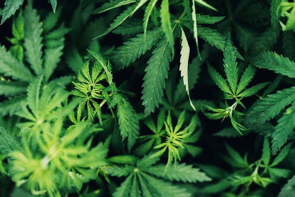 Cannabis Sativa Blätter Plantagenfeld Selektiver Fokus — Stockfoto
