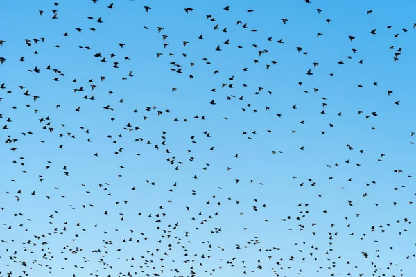 Rebanho Aves Estornadas Enxameando Céu Grande Grupo Animais Como Padrão — Fotografia de Stock