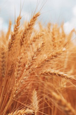 Olgun hasat yazın buğday ekimi, tahıl ekimi, seçici odaklanma.