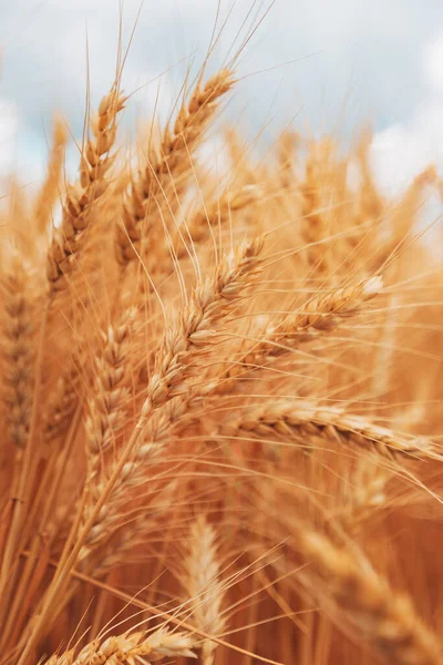 Cosecha Madura Campo Cultivos Trigo Listo Verano Cultivo Plantas Cereales —  Fotos de Stock