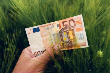 Arpa ekimi kar konsepti, ekili alanda avro banknotları tutan çiftçi, seçici odaklı