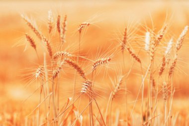 Olgun hasat yazın buğday ekimi, tahıl ekimi, seçici odaklanma.