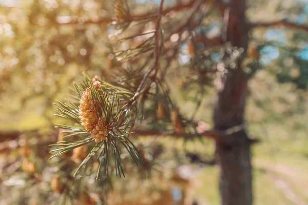 Svart Furu Pinus Nigra Barrträd Nära Med Selektiv Inriktning — Stockfoto