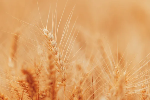 Colheita Madura Campo Culturas Trigo Pronto Verão Cultivo Plantas Cereais — Fotografia de Stock