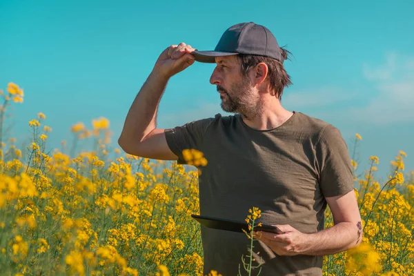 Agricultor Masculino Usando Tablet Campo Colza Para Manutenção Registros Fiscais — Fotografia de Stock