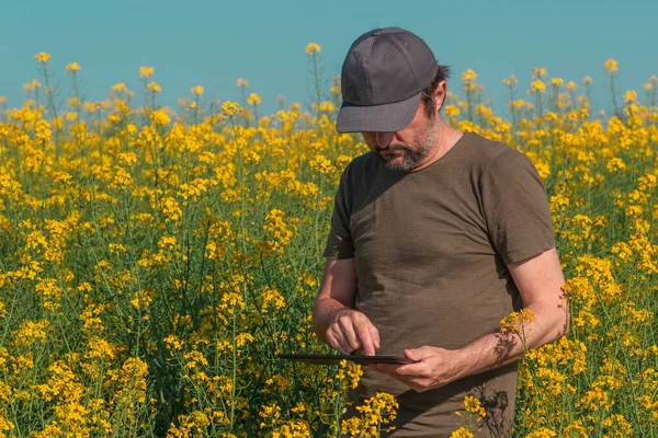 Agricultor Masculino Usando Tablet Campo Colza Para Manutenção Registros Fiscais — Fotografia de Stock