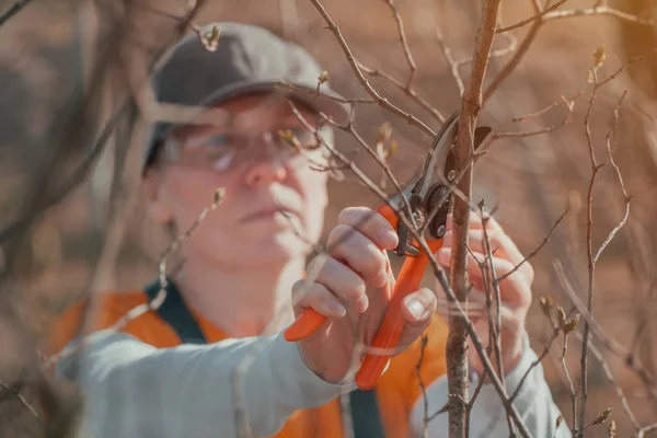 Bäuerin Schneidet Äste Kirschobst Obstgarten Mit Baumschere Nahaufnahme Mit Selektivem — Stockfoto