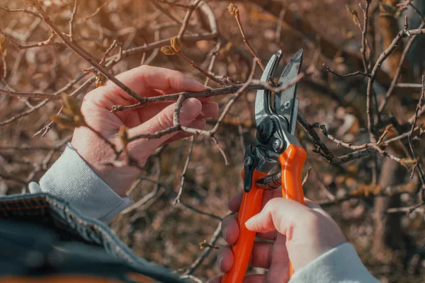 Femminile Giardiniere Rami Taglio Ciliegio Frutteto Con Cesoie Potatura Vicino — Foto Stock