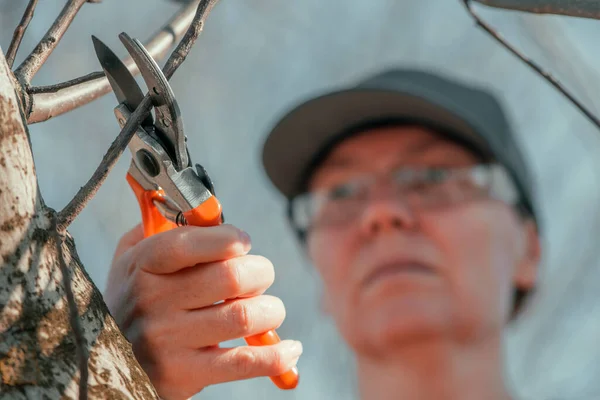 Γυναικείος Κηπουρός Που Χρησιμοποιεί Ψαλίδια Κλαδέματος Για Κόψει Κλαδιά Καρυδιάς — Φωτογραφία Αρχείου