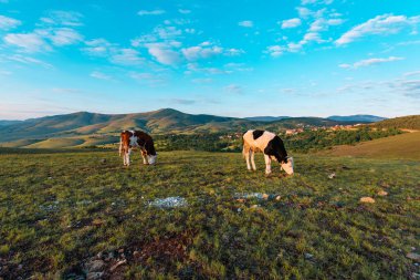 Zlatibor tepelerinde otlayan bir çift serbest tarım ineği baharda gün doğumunda