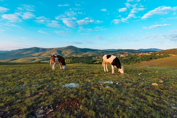 Pair of free-range dairy farming cows grazing on Zlatibor hills slopes in springtime sunrise