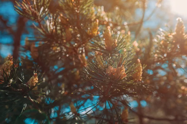 Czarna Sosna Pinus Nigra Drzewa Iglaste Zbliżyć Selektywnym Ostrości — Zdjęcie stockowe