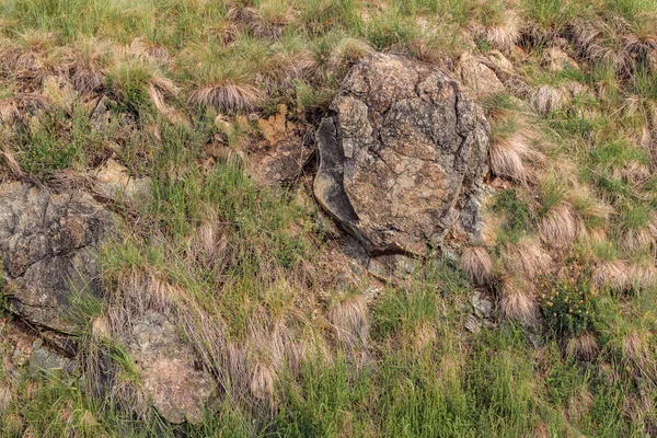 Rocha Grama Como Fundo Natural Região Zlatibor Sérvia — Fotografia de Stock