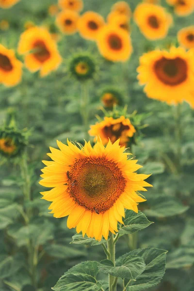 Honung Pollinerande Blommande Solros Fält Selektivt Fokus — Stockfoto