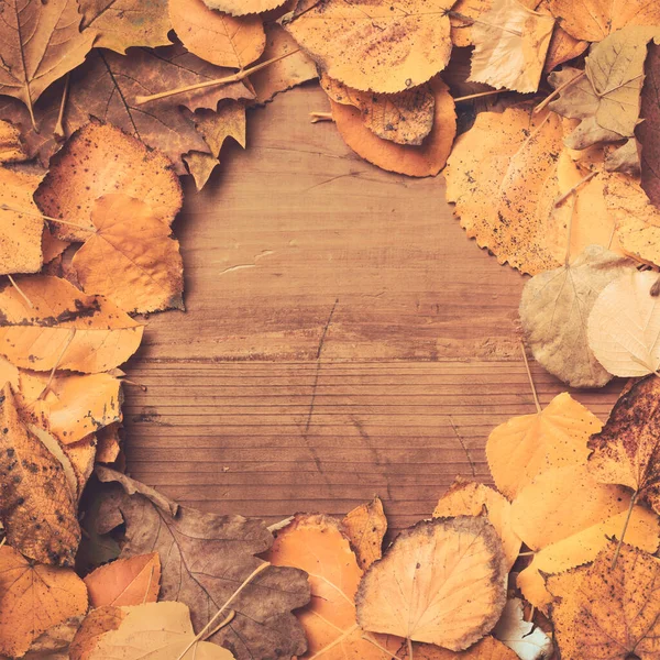 Creative Autumn Dry Leaves Background Copy Space Flat Lay Top — Stock Photo, Image