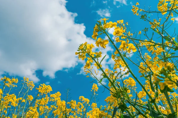 Niedrige Ansicht Der Gelben Rapsblüten Feld Mit Himmel Und Wolken — Stockfoto