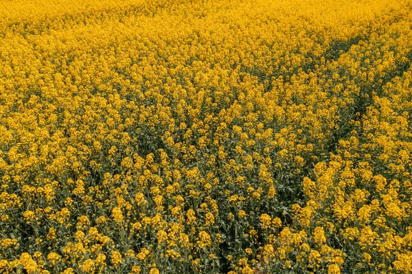Blooming Field Rapeseed Crop Flowers High Angle View Drone Photography — Stock Photo, Image