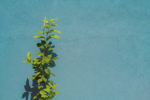小柠檬树生长在壶中 复制空间包括 — 图库照片