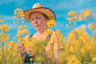 Kadın tarım uzmanı tarlada gelişen kolza tohumu tarlalarını araştırıyor, tarlada çalışan kadın, seçici odaklanma.