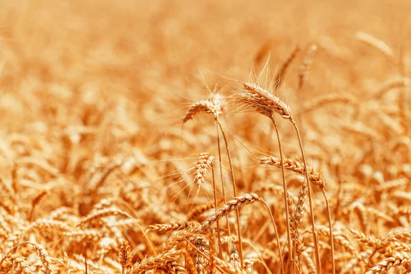 夏の熟した収穫準備ができている小麦作物畑 シリアル植物栽培 選択的焦点 — ストック写真