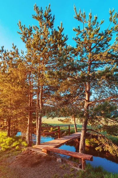 塞尔维亚Zlatibor Vodice山谷小溪对面的木桥 美丽的风景和白松树 — 图库照片