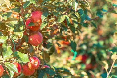 Yaz mevsimi, meyve bahçesinde kırmızı elma, seçici odak