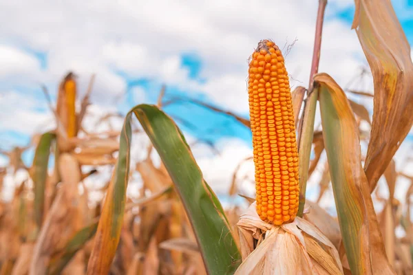 Zbliżenie Ucha Kukurydzianego Polu Upraw Kukurydzy Ukierunkowanie Selektywne — Zdjęcie stockowe