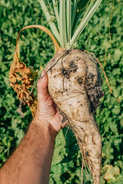 Petani Memegang Panen Gula Bit Akar Tanaman Selektif Fokus — Stok Foto