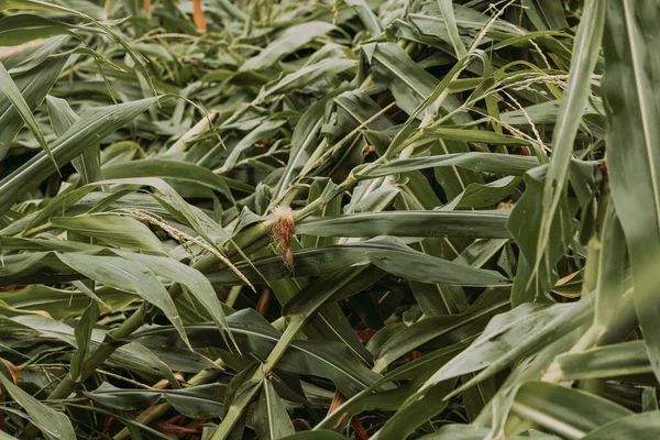 Corn Crops Knocked Bent Stem Severe Wind Storm Field Damaged — Stock Photo, Image