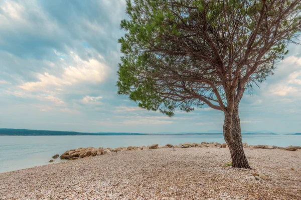 Europese Rode Den Pinus Sylvestris Aan Kroatische Adriatische Kust Crikvenica — Stockfoto