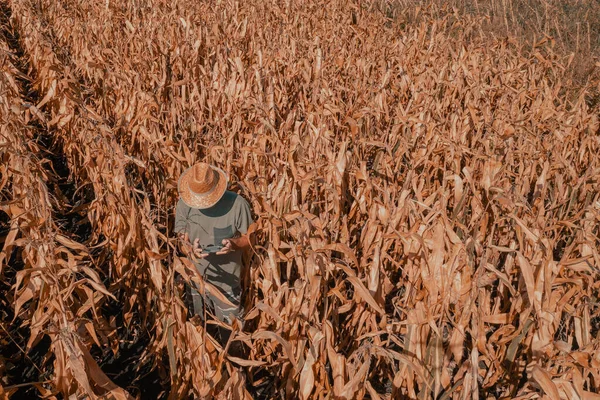 Zdjęcie Lotnicze Męskiego Agronoma Rolnika Korzystających Zdalnego Sterowania Dronami Celu — Zdjęcie stockowe