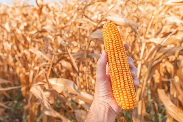 Mano Dell Agricoltore Tenuta Raccolto Spiga Mais Campo Vicino Con — Foto Stock