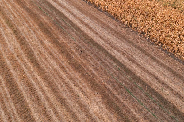 Champ Chaume Blé Après Récolte Vue Grand Angle Pov Drone — Photo