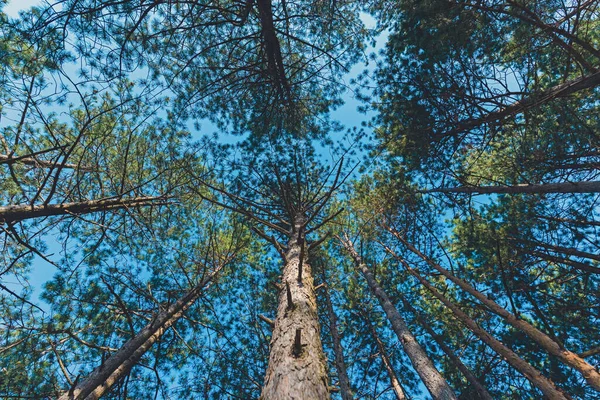 Vista Angolo Basso Alti Alberi Pino Nero Pinus Nigra Nella — Foto Stock