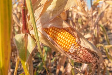 Fusarium mısır gevreği kulak çürüğü hasarı. en yaygın mısır hastalığı, seçici odaklanma