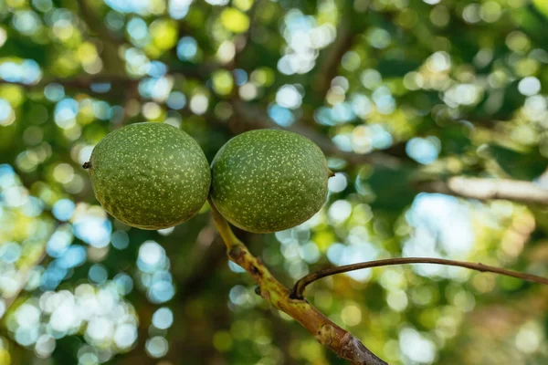 Fruta Noz Verde Uma Pele Casca Ramo Árvore Pomar Perto — Fotografia de Stock