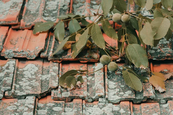 Ramo Noz Verde Com Fruto Uma Casca Telhado Casa Espaço — Fotografia de Stock