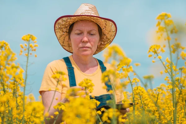 Female Farmer Agronomist Using Innovative Technology Tablet Computer Blooming Rapeseed — Stock Photo, Image